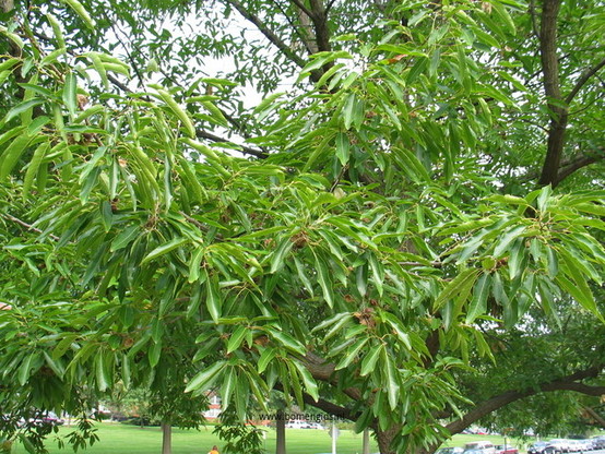 Photo of treespecies Notholithocarpus densiflorus : Category is foliage