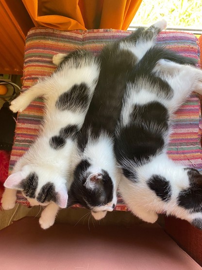 three sleeping kittens on a couch