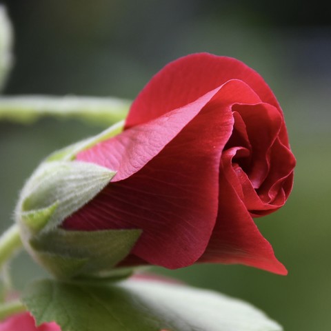 Close up of a red flower in a coiled up bud just starting to unfurl. 