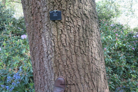 Photo of treespecies Quercus pubescens : Category is bast-bark-rinde-ecorse-corteza