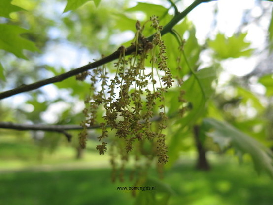 Photo of treespecies Quercus shumardii : Category is lente-spring-fruhling-printemps-primavera