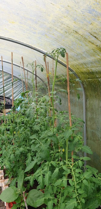 A row of tomato plants in old fish boxes in a rather old polytunnel. Some have reached the plastic. There are some flowers visible. There is also 1 aubregines visible on the bottom left.