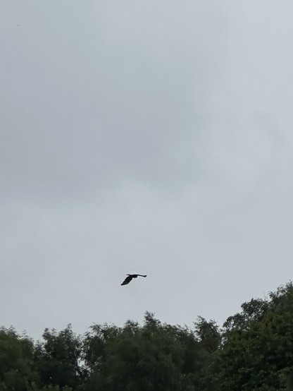 A large bird flying in a grey sky over tree tops