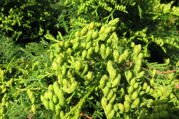Photo of treespecies Thuja occidentalis : Category is vrucht-fruit-frucht-fruit-fruta