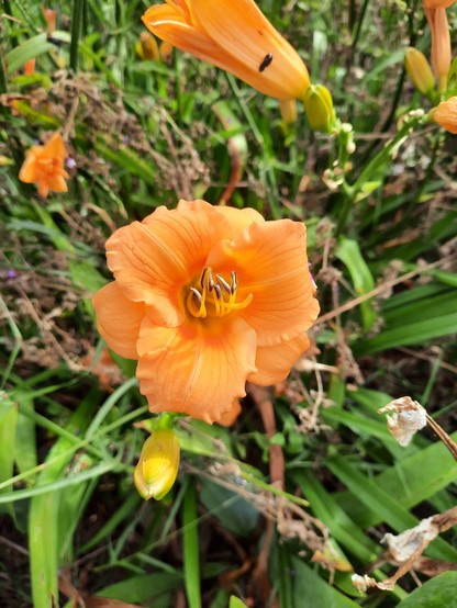 A bright orange miniature daylily