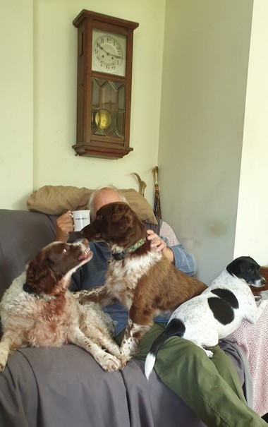 A man is sitting on a sofa. There is a clock on the wall behind him. A black and white terrier cross sits on his knees keeping out of the action. One mostly brown spaniel sits across his lap and one mostly white spaniel lays next to him. The brown spaniel has one foot on the white spaniel and they are pulling play fight faces at each other. The man is trying to keep his cup of tea out if the action.