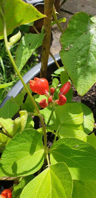 The bright orange red flowers of the runner beans are opening. These 1st flowers never seem to produce beans