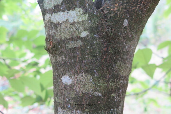 Photo of treespecies Cladrastis lutea : Category is bastjong