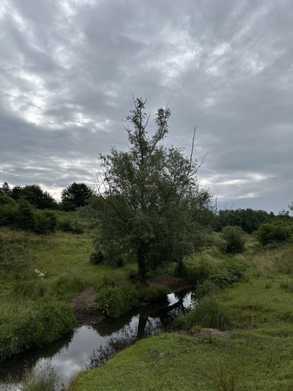 A willow tree beside a brook in a green tree lined valley beneath a grey sky