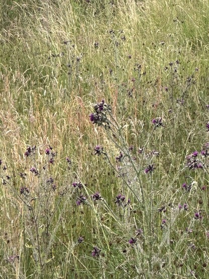 A flowering thistle plant in a field of long grass, a small bird perched on the flower