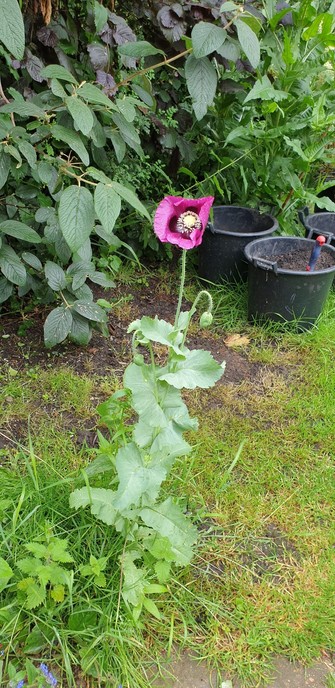 A lone poppy flower in a bit of grass. It is tall with one flower out, a deep pink in this picture with a purple throat. There are more buds to open. Behind it are empty planters, one with a triwel in, and a hedge