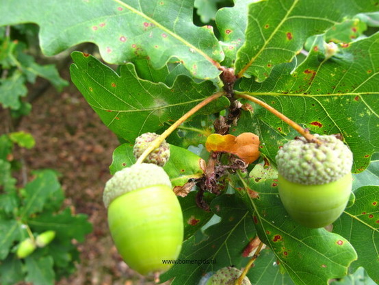 Photo of treespecies Quercus robur : Category is kenmerk
