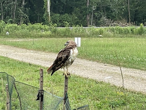 A red tailed hawk sits on a wooden post at the end of a garden with a farm road behind.