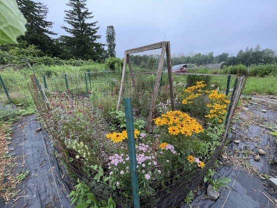 Fenced area in a community garden, filled with flowers, yellow, red purple, and a bean support with beans growing on it. There are spruce trees in the distance.
