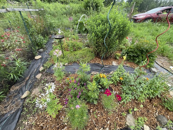 A flower bed with Cleone, flowers, cosmos, sages, and zinnias with pathways of black plastic and colorful metal spirally supports for Dahlia. There is also a metal birdbath and fences along the edges with lots of green plants everywhere. A person sits in a red car in the back ground.