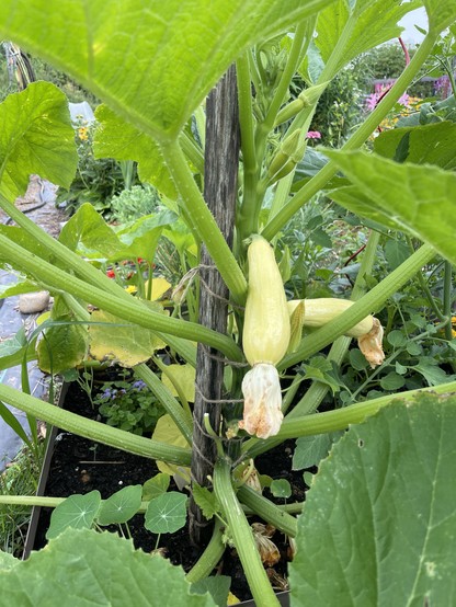 Close-up of a yellow squash plant that is trained to climb up a wooden post. There are two squashes standing out from the vertical stem, and the undersides of big green leaves are visible with flowers peeking through in the background.