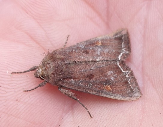 A brown arrow head shaped moth with a faint wavy line along the wing edge and 2 faint orange spots