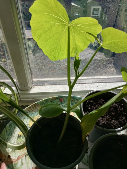 Picture of a squash seedling on a windowsill with bright green leaves larger than the size of a saucer!