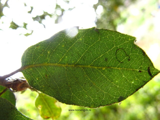 Photo of treespecies Quercus chrysolepsis : Category is bulk