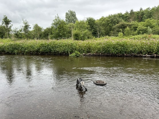 A cocker spaniel standing in a river facing toward the far bank, which is covered in trees and vegetation; a car wheel lies in the river beside the dog
