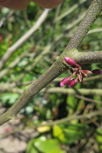 Photo of treespecies Cercis siliquastrum : Category is knop-bud-knospe-bouton-capullo