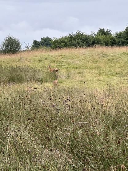 Three deer running through the long grass of a hilly meadow lined with hawthorn