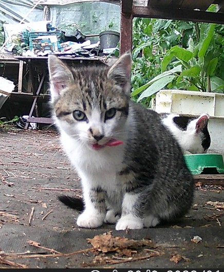 A tabby and white kitten, about 9 or 10 weeks old perhaps, looking at the trail cam. Behind him is the father, he is eating from a green bowl. He is black and white