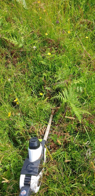 The head of a long hedge trimmer resting in some grassland with a few short fronds of bracken and also dried brown fronds from where it was cut a couple of months ago. That cut really made a difference