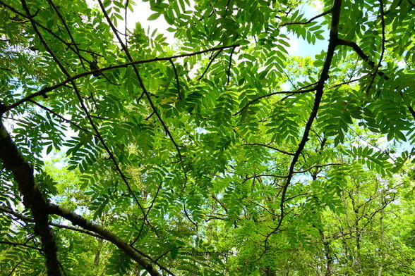 Photo of treespecies Sorbus latifolia : Category is foliage