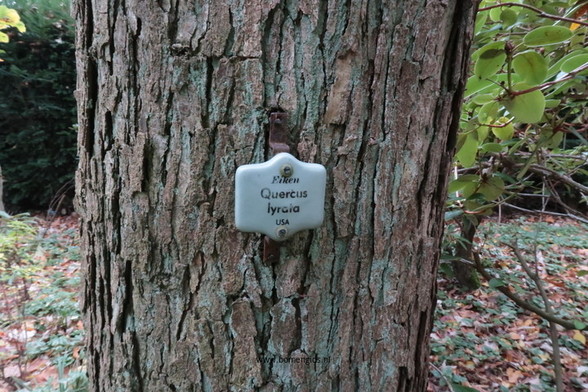 Photo of treespecies Quercus lyrata : Category is bast-bark-rinde-ecorse-corteza