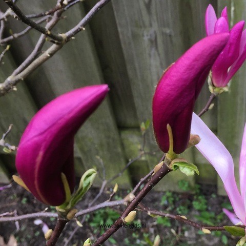 Photo of treespecies Magnolia soulangeana : Category is bloem-flower-blume-fleur-flor