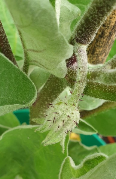An aubergine flower bud. Its pale green, covered in a soft down with purple spikes sticking out of it. It sits at the end of a short curving stem coming out of the main stem of the plant