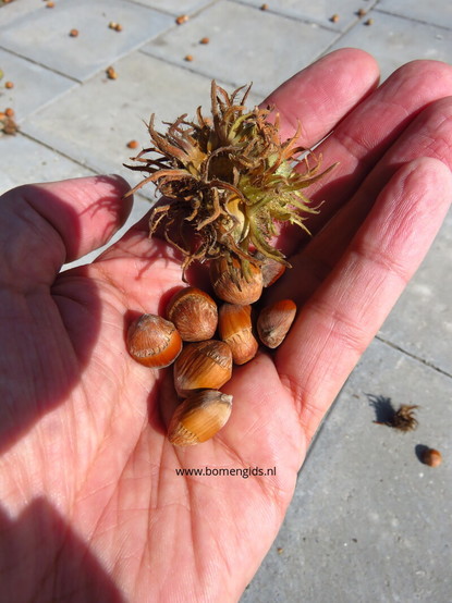  Hazelnoten van Turkse hazelnoot boom