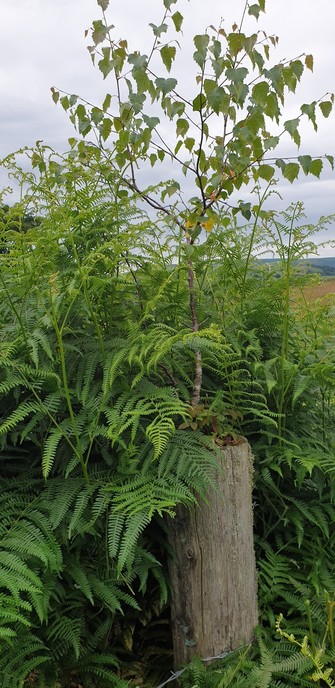 A post is sticking out of a stand of bracken and from the top a birch tree about 30