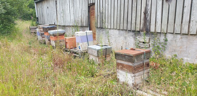 A line of 9 hives in our home apiary. Not many supers on this year but some and they are filling. One swarm that Stuart spotted in a puddle hollow on a track needed eggs as they have no queen but everyone else is fine