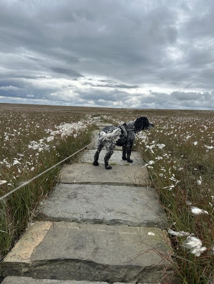 Moorland scene, a cocker spaniel stands on a path of stone flags running through a field of cotton grass