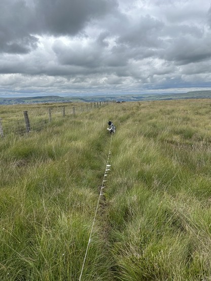 Moorland scene, a path in long grass runs beside a wire fence; a cocker spaniel stands on the path, its lead with bits of cotton grass flower along its length; heavy grey cloud overhead 