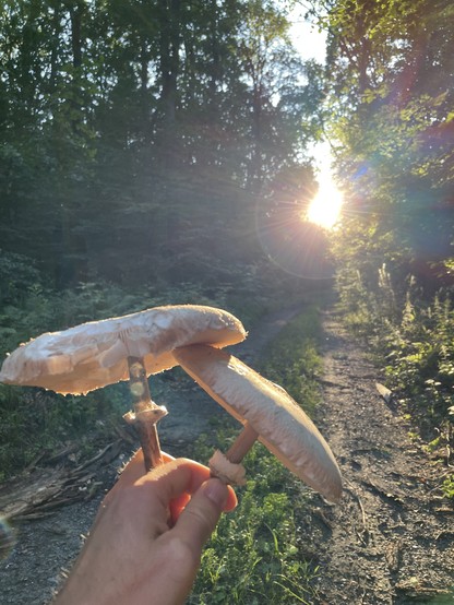 Two mushrooms in my left hand, forest and sun in the background