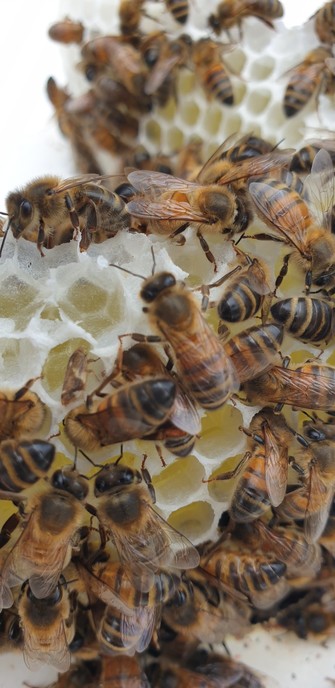 Bees on some honey comb with a very small insect helping itself to a quick sip, maybe a micromoth