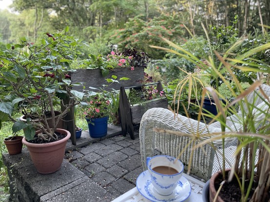 A peaceful garden scene with various potted plants, a white wicker chair, and a coffee cup on a small table. It’s hazy from humidity. 