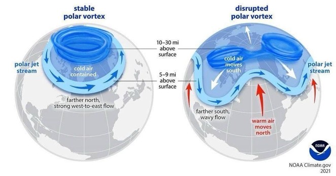 Diagram showing a stable and disrupted polar vortex. The stable polar vortex keeps cold air contained and the polar jet stream flows west to east. The disrupted polar vortex allows cold air to move south and warm air to move north, creating a wavy jet stream