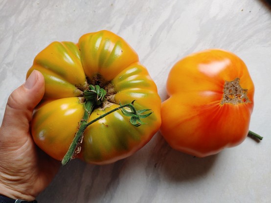 A hand holding a huge orange- red coloured tomato with green specks next to another similar sized tomato, variety is called 