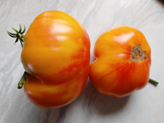 Two huge orange- red coloured tomatoes next each other