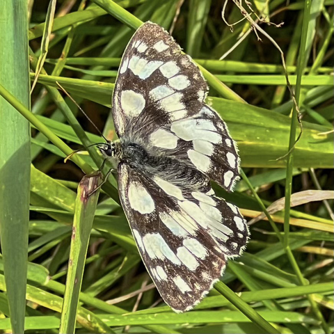 Close up of a Marbled White butterfly on a blade of grass. It faces left. It has a black abdomen and black and white chequered effect wings, but more akin to white circles or round squares on a black background