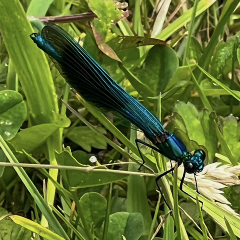 Close up of Banded Demoiselle damselfly. It faces diagonally down to the right. Its entire body, head and wings are a very dark metallic shiny  blue. It has long wings held close along its long thin abdomen. The wings are translucent apart from an even darker band of metallic blue halfway down the wing