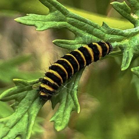 A close up of a caterpillar made up of thick black bands separated by thin oreange bands