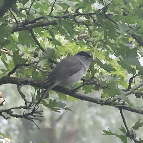 A hazy zoomed in shot of a blackcap bird on a branch. It is quite small and it faces right. It is entirely grey with a black top to its head