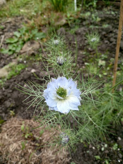 A solitary love-in-the-mist blooming - spiky leaves - and then thickly layered pale blue petals. There are lots of buds, but only one flower. In the background, some strulch on some weedy soil.