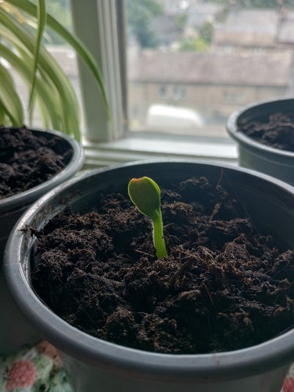 A tiny little courgette seedling in a medium-sized plastic plantpot on a windowsill. The seedling is only the size of your thumbnail, but bright, happy green and looking strangely hopeful.