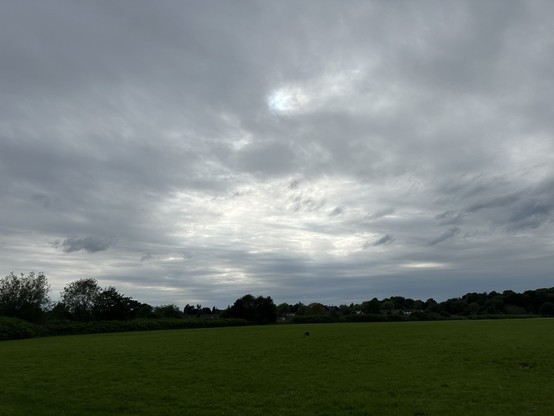 A large field lined with trees beneath a grey sky with patches of brightness; a cocker spaniel is jogging along the field in the middle ground 